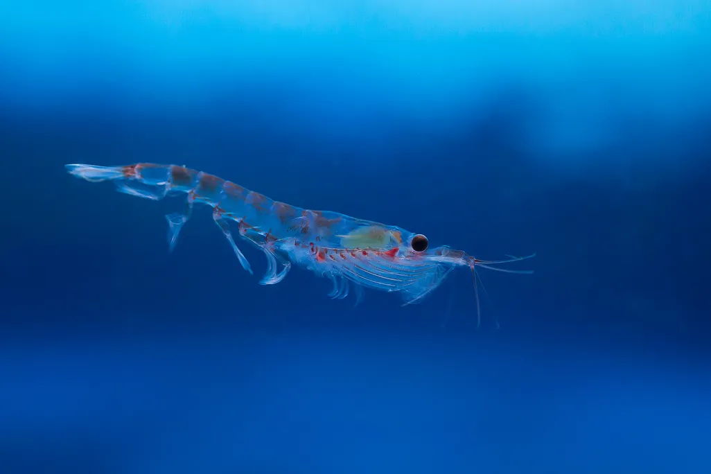 Antarctic Krill