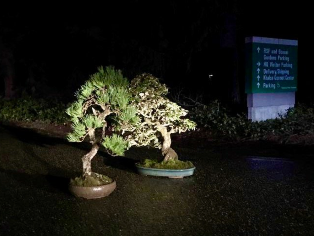 Two bonsai trees lit by headlights at the museum driveway entrance