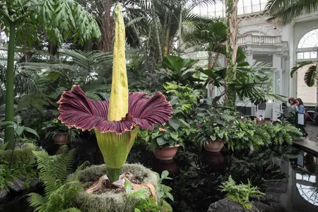 Around 1,200 residents stopped by to touch, photograph, and view the Alameda corpse flower. (Not pictured)

