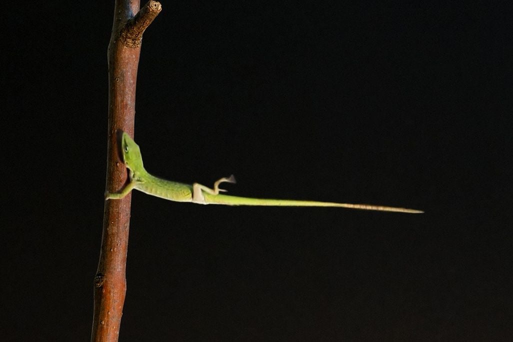 Anole lizard holding on to a branch