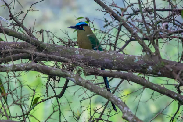 Blue Crown: Stillness in the Andean jungle. thumbnail