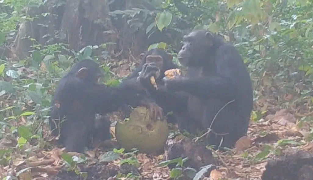 Three chimps sharing alcoholic fruit.