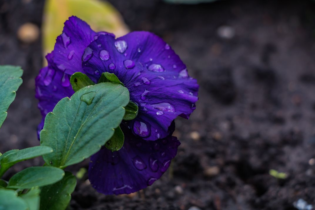 Buda Flower Smithsonian Photo Contest Smithsonian Magazine