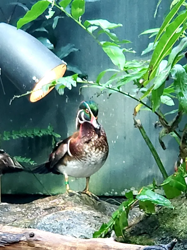 Real Life Duck thumbnail