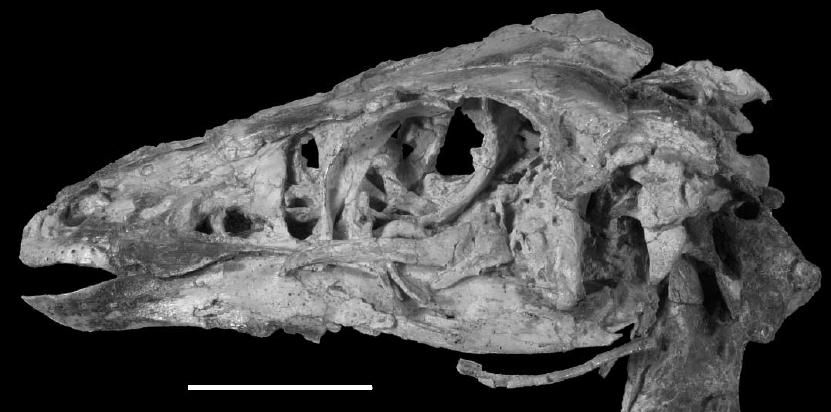 20110520083253sinornithomimus-skull.jpg