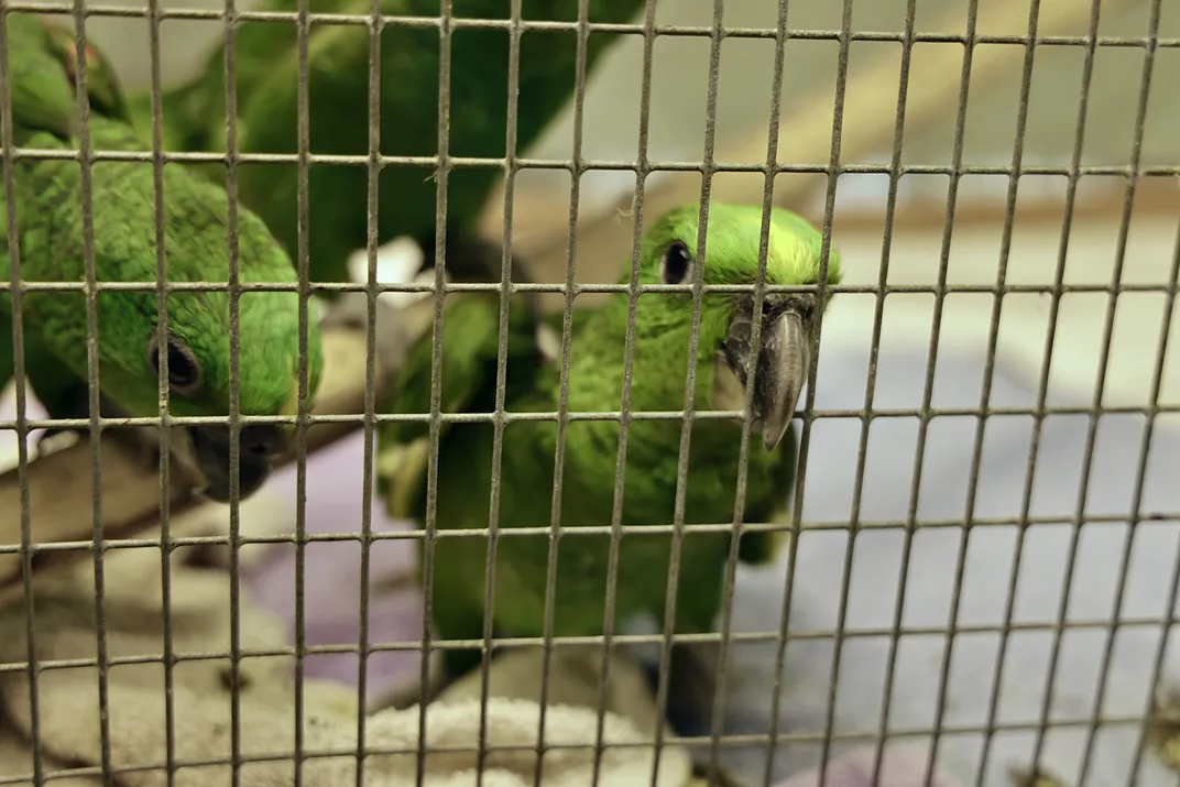 Parrot in cage