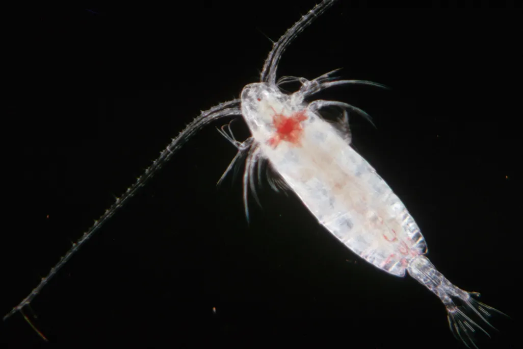 plankton