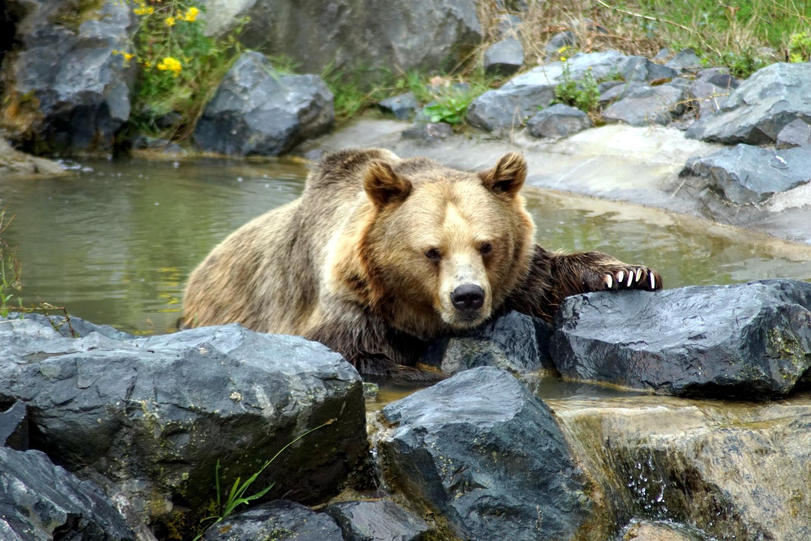 grizzly bears can swim