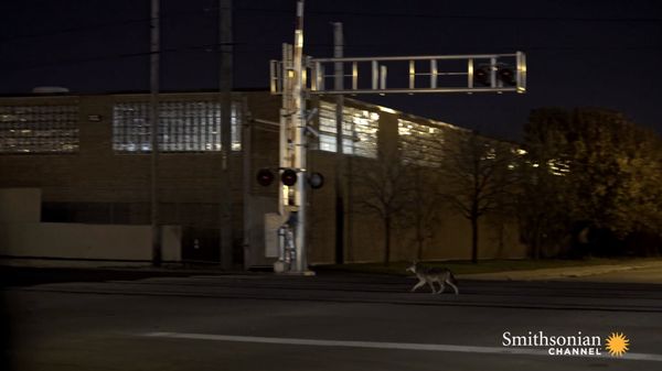 Preview thumbnail for Chicago's Urban Coyotes Are Fascinating Scientists
