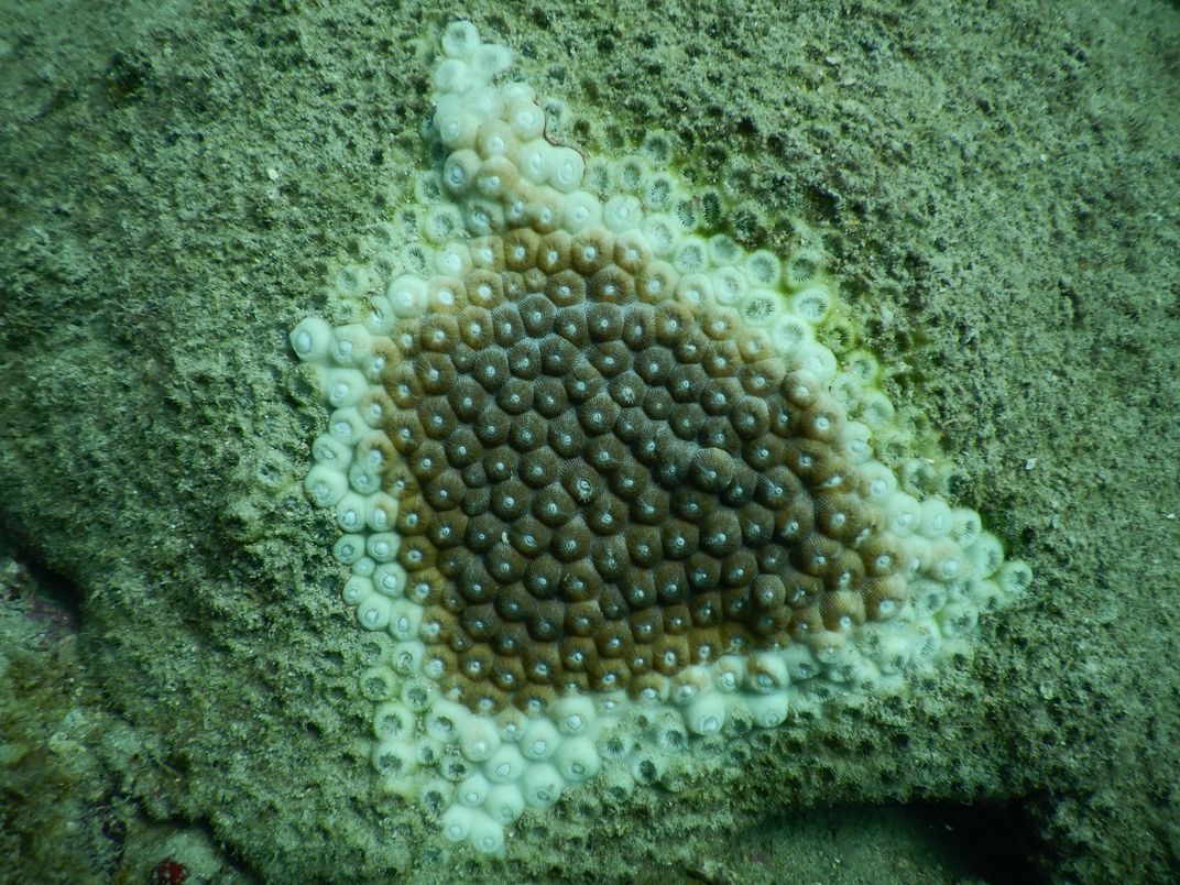 Green coral partially bleached white