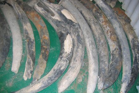 The team's findings reflect the toll of the ivory trade and habitat destruction.