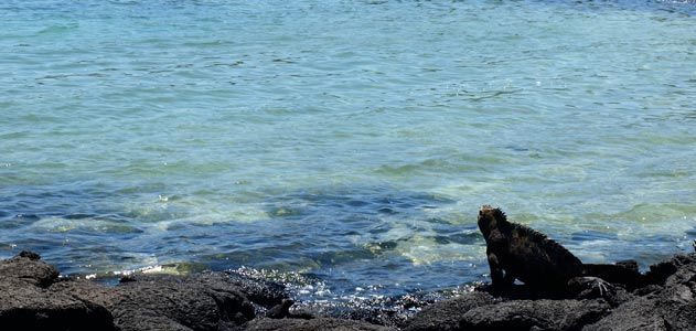 Marine iguana