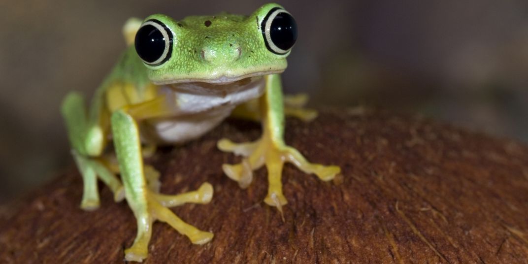 A small green and yellow frog with large, round eyes and un-webbed digits (called a lemur leaf frog) stands on a wooden surface.
