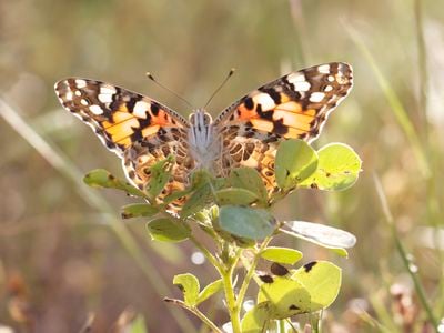 These Stunning Butterflies Flew 2,600 Miles Across the Atlantic Ocean Without Stopping image