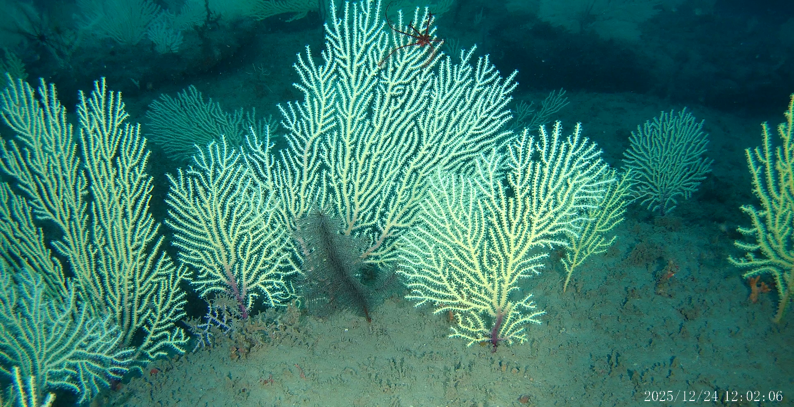 These Coral Reefs Off West Africa Were Long Presumed Dead. Scientists Just Found Them Alive and Teeming With Life
