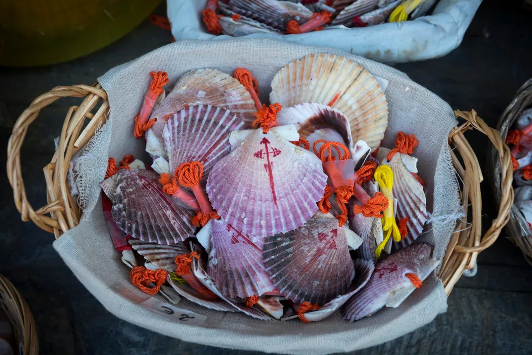 Scallop shells, symbol for the Camino de Santiago