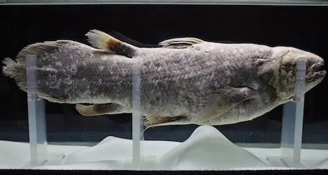 The rare coealacanth’s genome