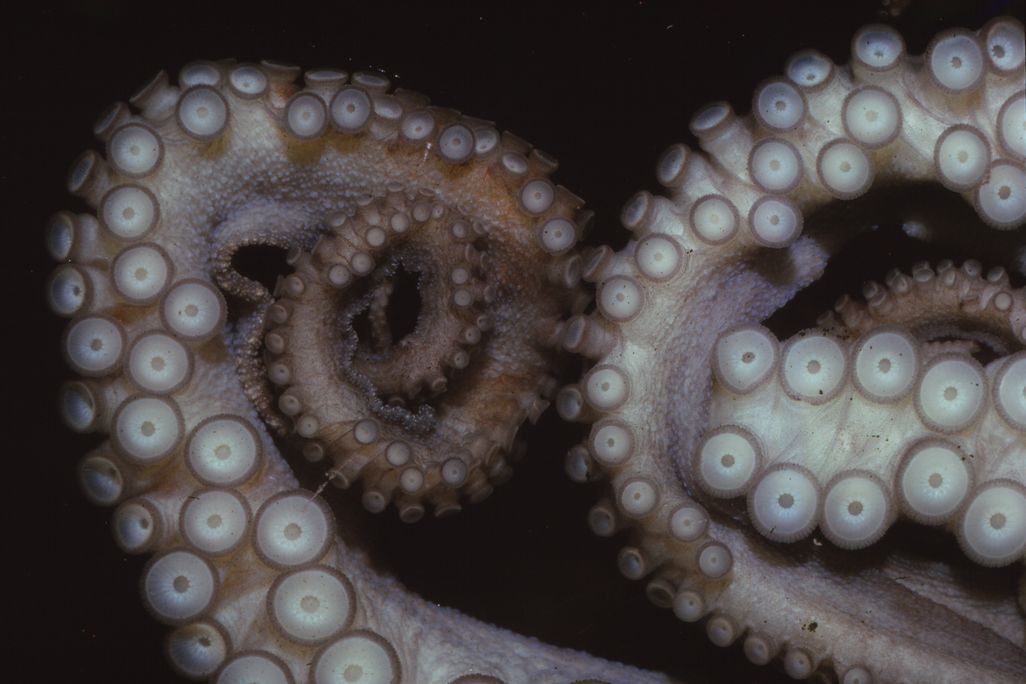 close-up of octopus tentacles, showing their suckers