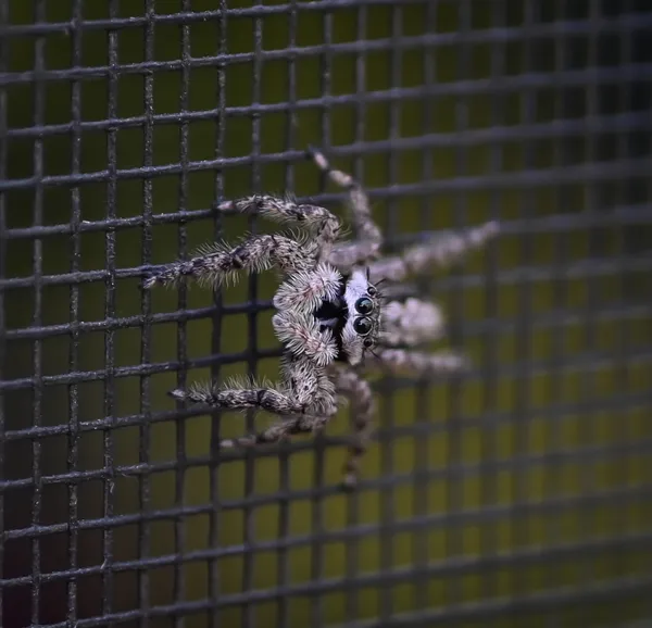 Jumping spider sitting on a window screen thumbnail