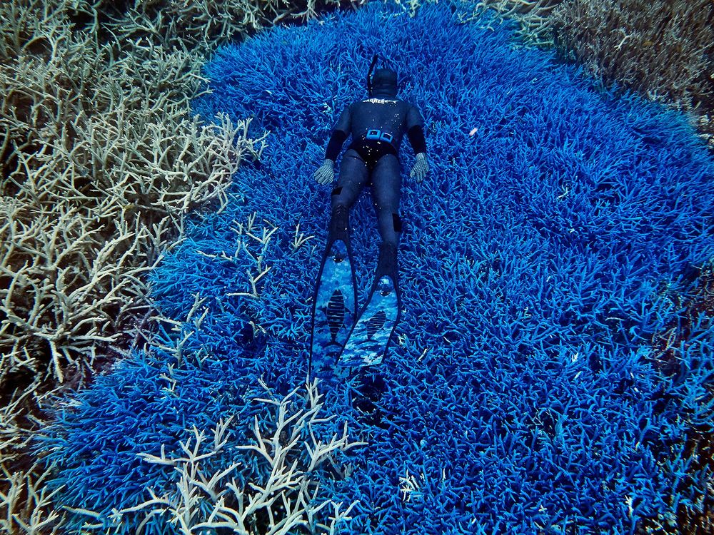 Reef Diver