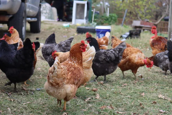 Texas Household; Chicken Farm thumbnail