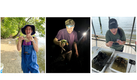 a collage of four images of educators; one is holding a blue crab, one is holding a bullfrog at night, one is taking a picture of an oyster basket, one is holding a crab with large plastic tweezers by the side of a river