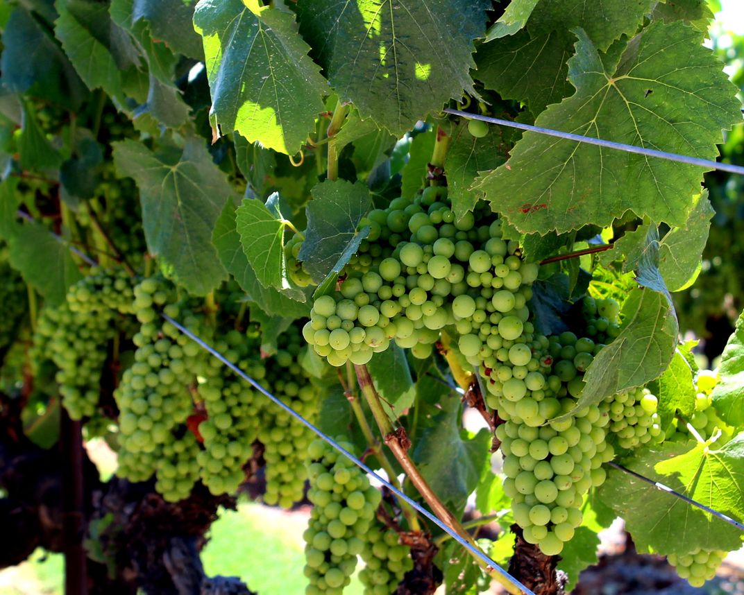 California wine grapes ripening in the sunshine | Smithsonian Photo ...