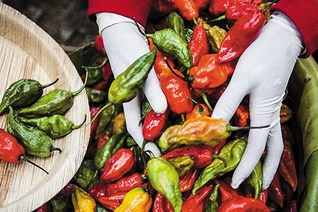 Chilis being transported to the Nagaland's chili competition. Gloves need to be worn because the chili oils can harm the skin.