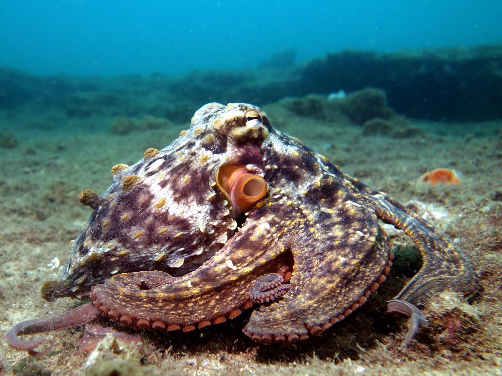 A common Sydney octopus that has brownish red coloring with light speckles against the ocean floor