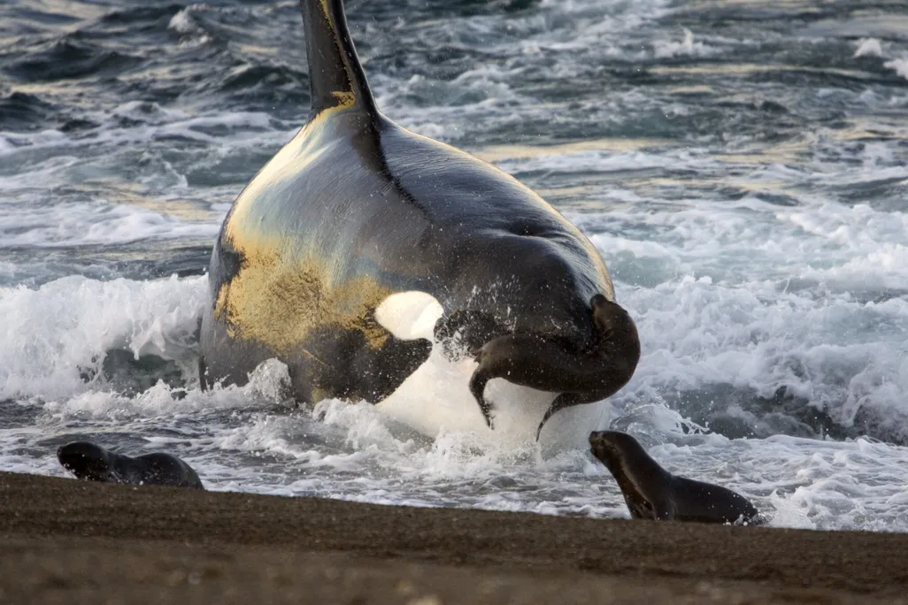 An orca near shore holds a seal in its jaw while other seals sit on the beach