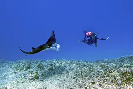 manta rays