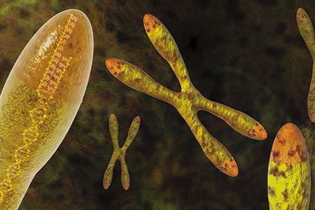 Telomeres (tinted red) protect chromosomes like the plastic tips on shoelaces. The length of telomeres may be a marker for longevity.