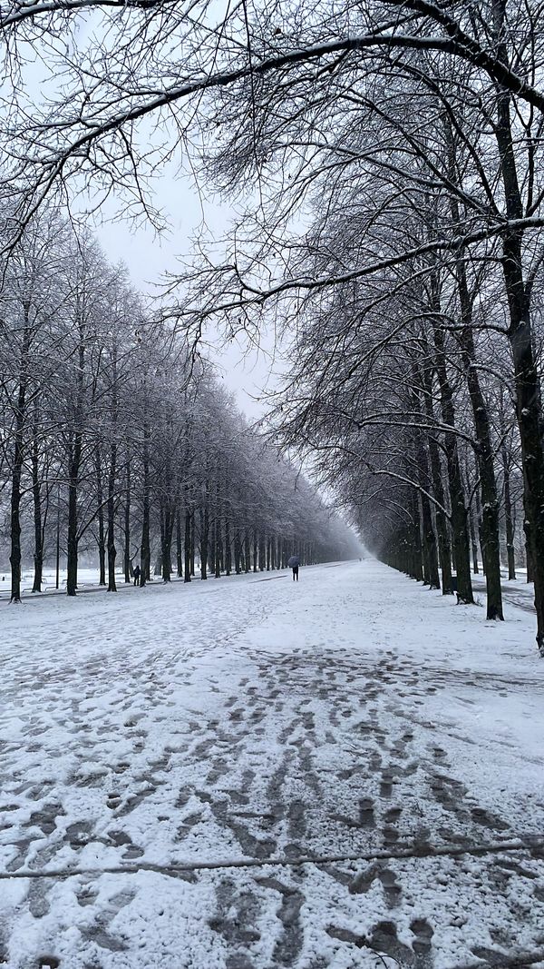 A walk in the snow thumbnail