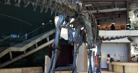 The backside of Diplodocus, photographed at the Utah Field House of Natural History