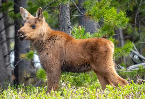 Moose calf standing proudly thumbnail