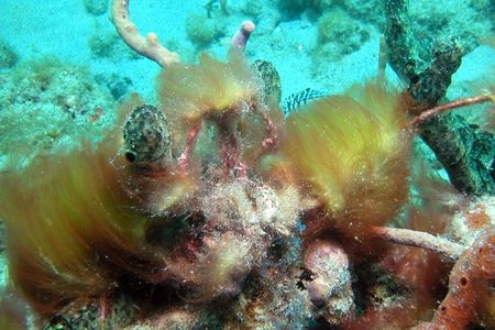 The cyanobacteria species that produces gatorbulin-1, tentatively identified as Lyngbya confervoides, forms these reddish-green, hair-like structures which are a collection of connected single cells rather than a true multicellular organism. 
