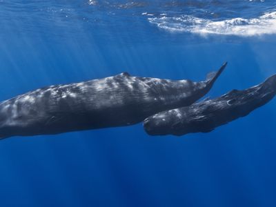 To escape loud noises, sperm whales have been known to swim to the surface too quickly and give themselves the bends. 