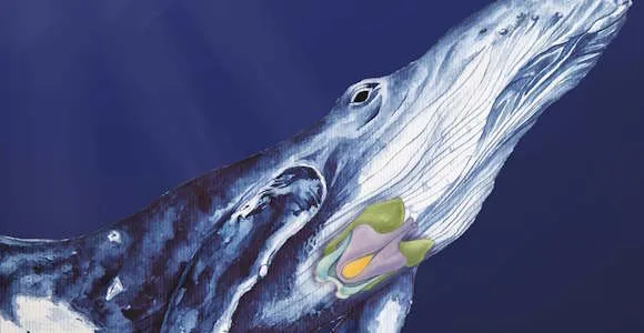 an illustration of a humpback whale and its larynx