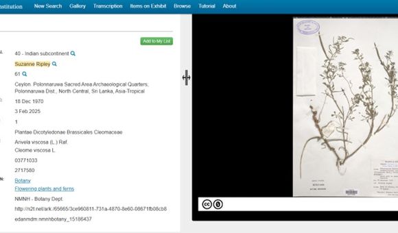 Screenshot of the metadata (left) for a botanical specimen (right). The metadata shows Suzanne Ripley as the Collector.