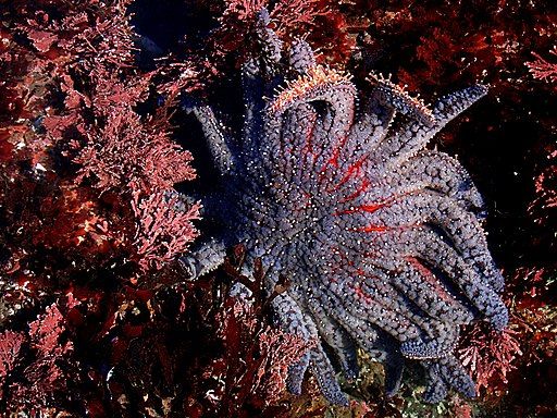 Disease nearly wiped out sea stars on California's Central Coast