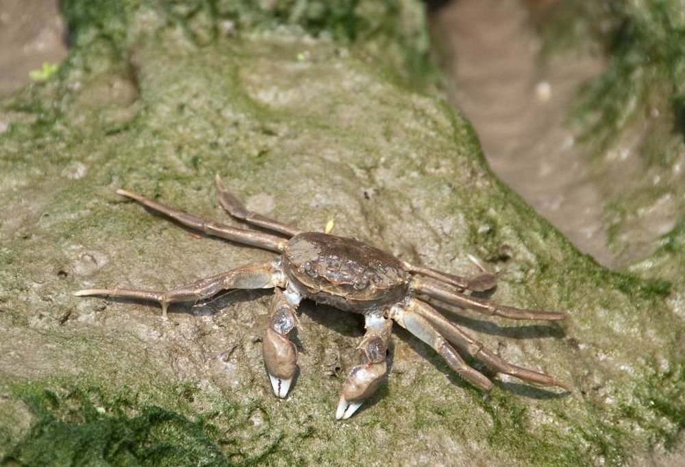 Crab on muddy surface