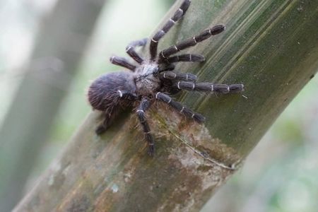 The newly recognized species, Taksinus bambus, is the first known tarantula to nest exclusively inside bamboo stalks.