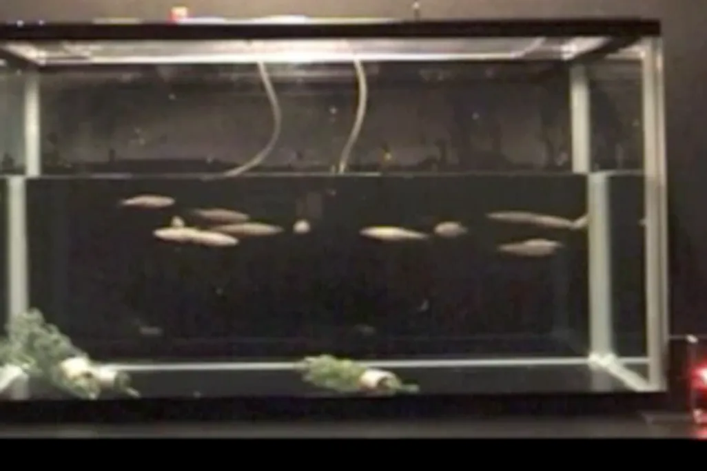 20120224111109fish-470.png