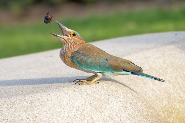 A dung beetle escapes from the mouth of an Indian Roller thumbnail