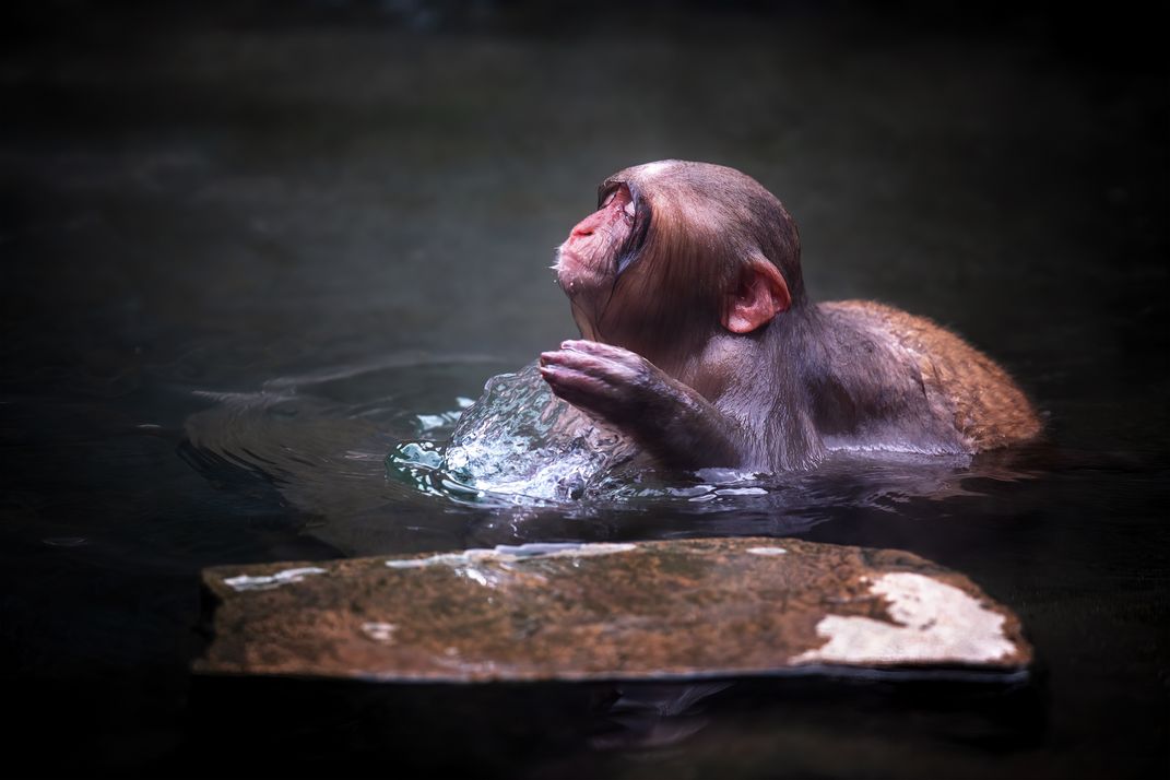 A Bathing Snow Monkey | Smithsonian Photo Contest | Smithsonian Magazine