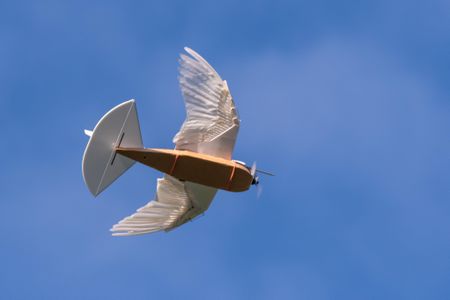 'Directional Velcro' on birds' feathers prevent gaps from forming between them when hit by a gust of wind.
