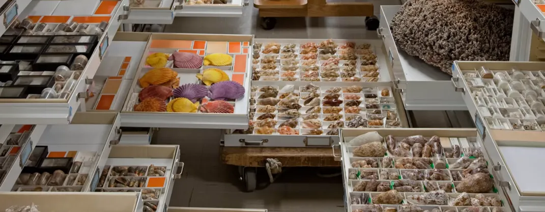 Trays of brightly colored shells and other artifacts in a museum collection.
