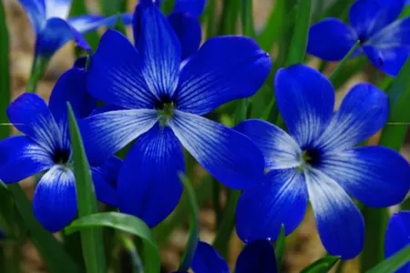 The Chilean crocus, "Tecophilaea cyanocrocus," was thought to be extinct until it was rediscovered in 2001. It's been considered "critically endangered" under ICUN guidelines ever since.