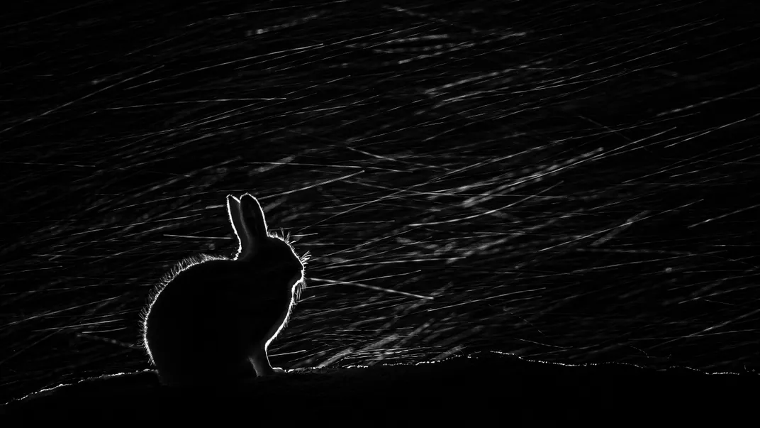 outline of a rabbit and snowflakes in the dark