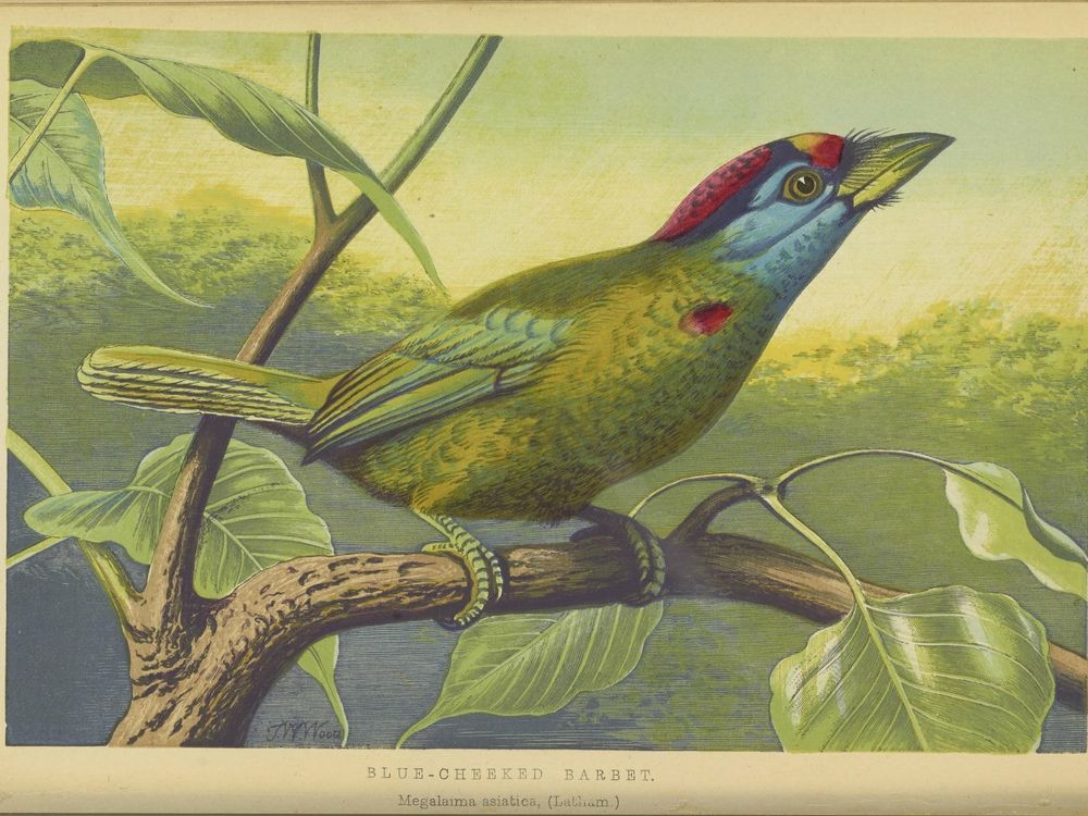 Blue-throated Barbet